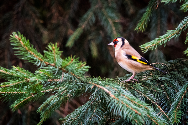 Carduelis carduelis