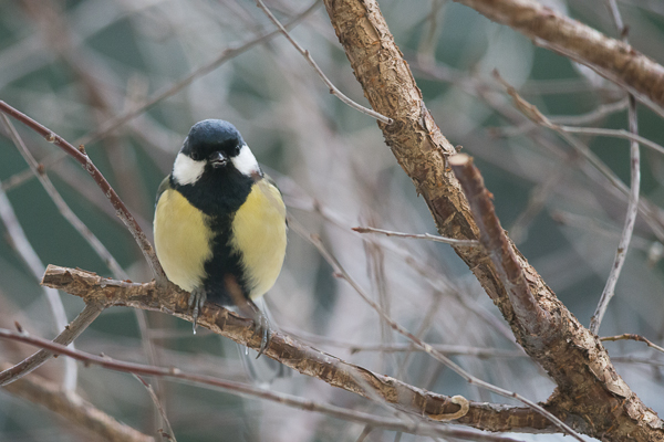 Parus major