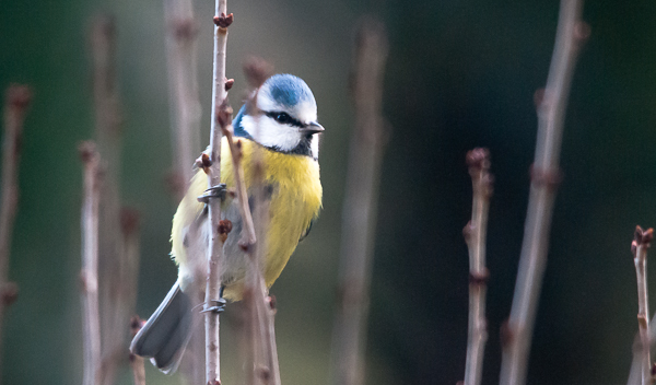 Cyanistes caeruleus