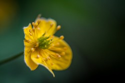 Anémone fausse renoncule