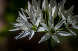 Ail des ours (Allium ursinum)