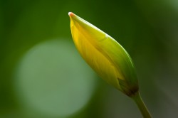 Tulipa sylvestris
