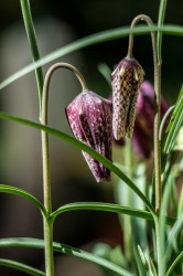 Fritillaire pintade