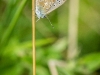 Polyommatus icarus