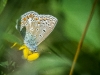 Polyommatus icarus