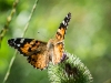 Vanessa cardui