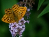 Argynnis paphia