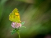 Colias crocea