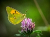 Colias crocea