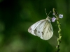 Pieris rapae